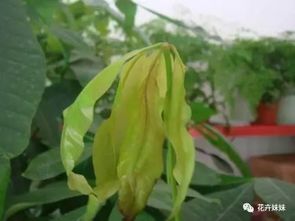 发财树斑病疑因病害，速查防治攻略