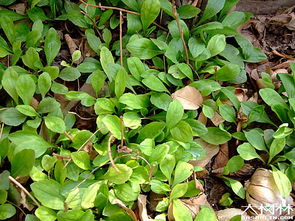 生长习性，耐阴喜温暖