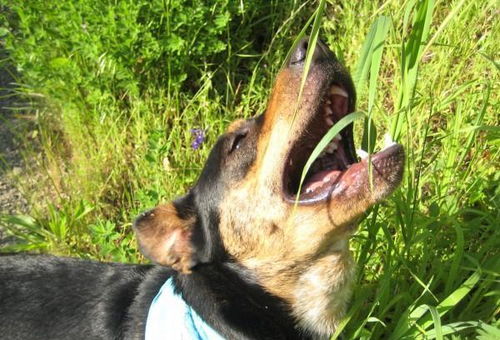 误食农药的狗狗死亡时间