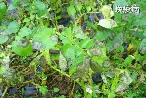 甲霜灵：作物病害的克星