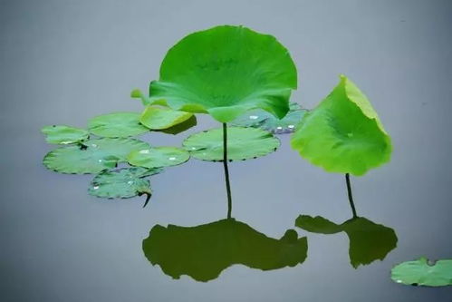 荷叶椒草养护秘籍：鱼日呵护