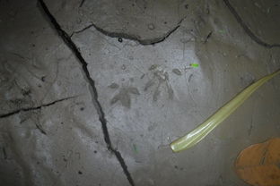 连续下雨烂根怎么办？