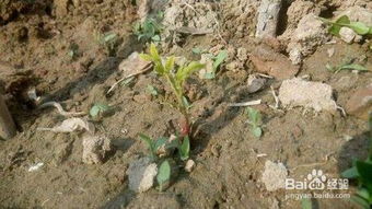 核桃夹子还是破壳机， 你怎么选