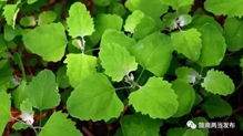 灰菜，又称野菜