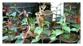 茶花修剪：先剪枝干
