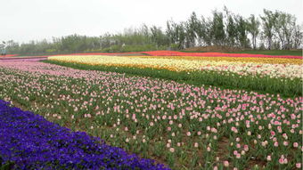 小区绿化带种花之争：合法还是违规？