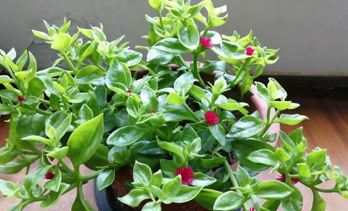 发财树：寓意吉祥， 招财进宝的绿植