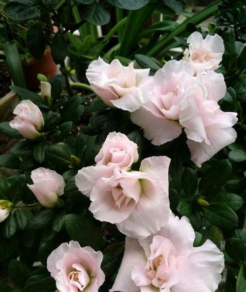 先来瞧瞧伊芙芳香喷泉月季