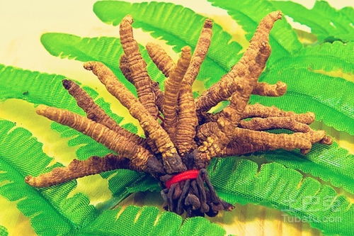 虫草生长最适温度揭秘！