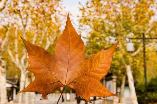 法桐那些事儿：常见病虫害大揭秘