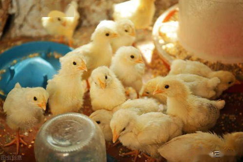 鸽子食盐中毒是因摄入过量食盐导致的代谢紊乱
