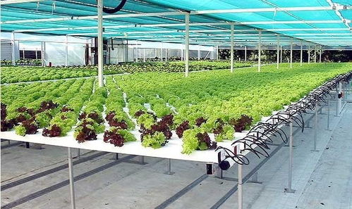 植物肉肉种植方法，如何实现无土栽培