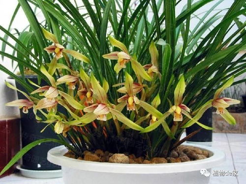 凤梨花繁殖方法有哪些？是扦插、分株还是组织培养