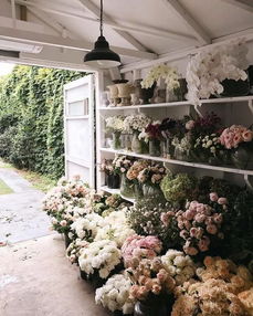 花店蹲点心得与品种推荐