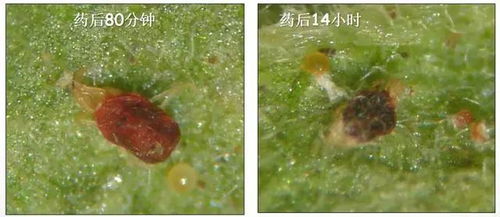 哒螨灵呋虫哒螨灵杀什么虫？对哪些常见害虫有特效？