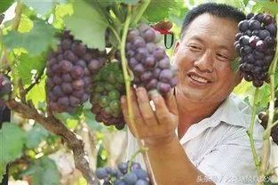 葡萄叶子，数量之谜