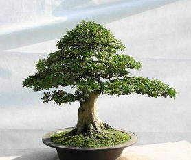 修剪方法，多种多样