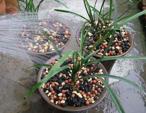 生石花服盆期浇水频率和水量如何控制