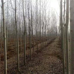 木材价格影响因素大揭秘