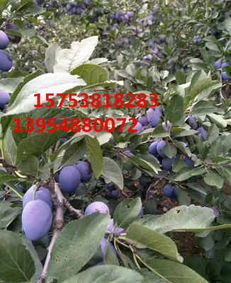 李子树打药：春季是关键时期