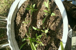 第四步：播种技巧