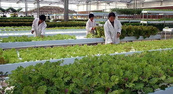 优化农业养殖，提升品种质量