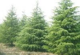 家庭种植松树花卉的乐趣多