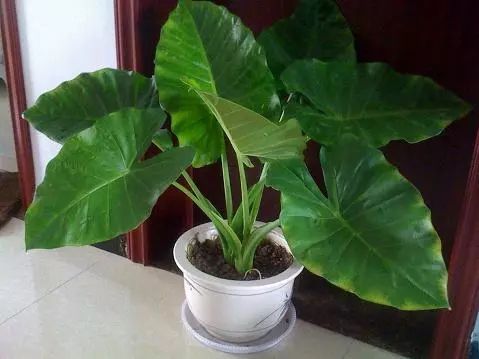 室内养水仙花对家人健康有影响吗？是否有毒