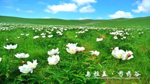 什么是罕见花卉的界定标准？