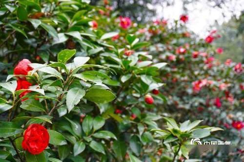 日本茶室禁止摆放红色山茶的原因