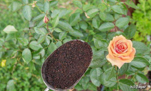 科学浇水，防范病虫害