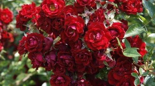 瓦尔特大叔：50年经典，艳丽又抗病