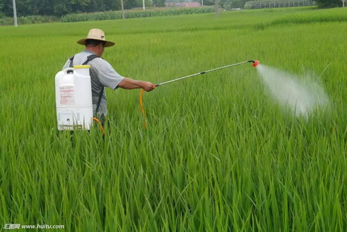 施药时间也hen关键
