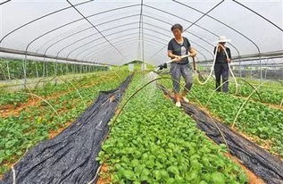 耐高温抗锈病药物大盘点