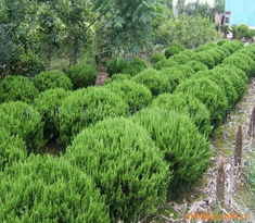 城市绿化灌木品种大全， 推荐这些