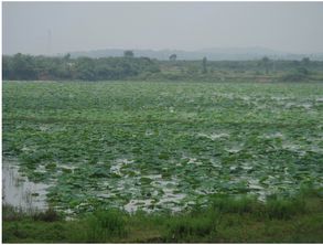长江沿岸耐水湿植物大调查