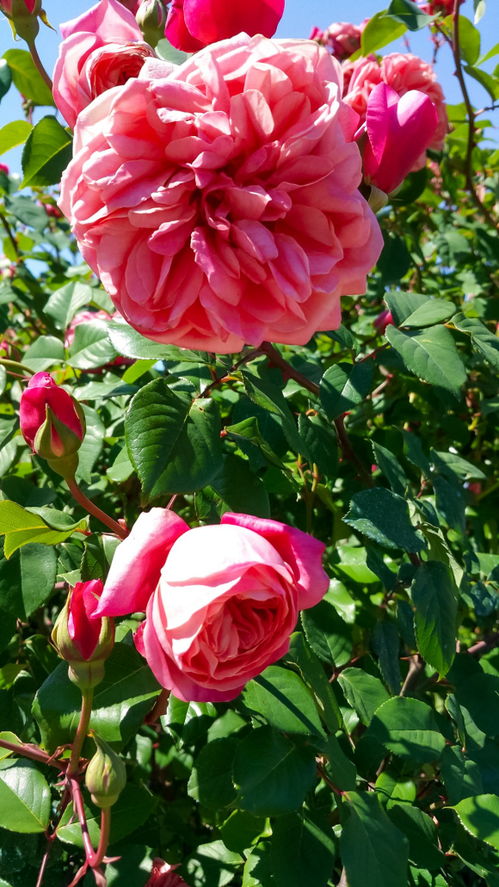 疏影月季（粉）的花期是多久？