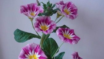 播种技巧：深浅适中，发芽才快