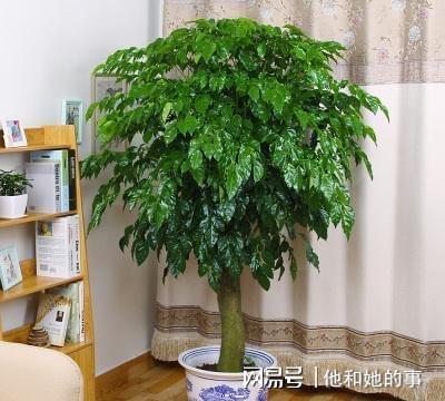 家里养什么树可以带来好运，适合家庭养殖寓意极好的植物树推荐