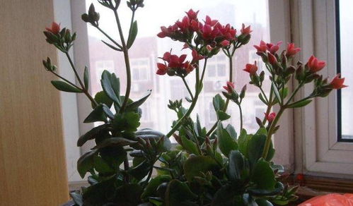 十月份养花指南：盘点适合的花草和养护技巧