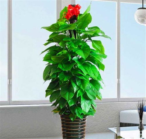 办公室绿植发黄怎么办？有哪些有效的救治养护方法