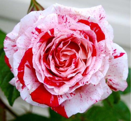 月季花的色彩之谜