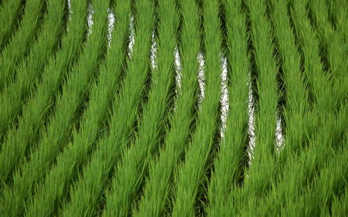 虫子？病害？还是啥原因？