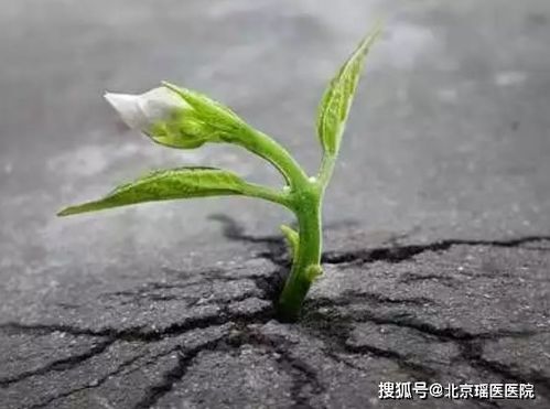 芦苇生长的奥秘是什么？它们为何能在多种环境中顽强生长
