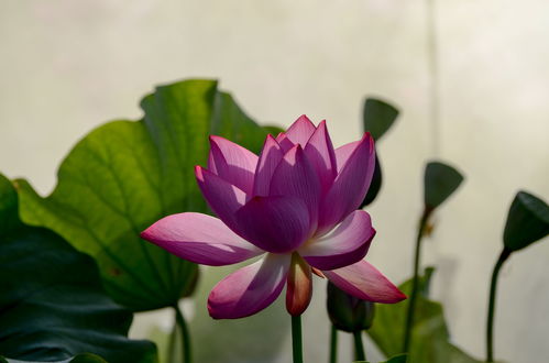 荷心藏花意，双影映清波