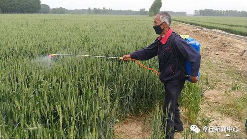 小麦条锈病，怎么破？特效药大揭秘！