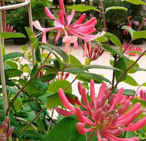 探索热带爬藤花卉：寓意与鸳鸯藤相似的花卉们