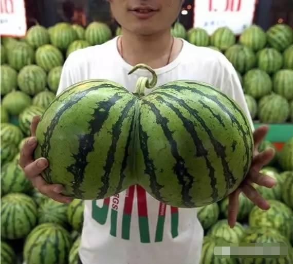 西瓜视频：农村姑娘用10块钱种出满园的蔬菜瓜果