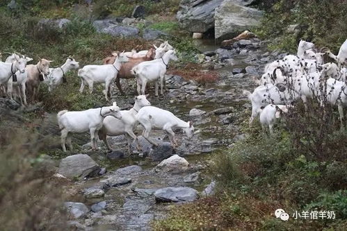 高山草种种植攻略：如何在2000米海拔种出好草？