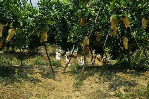 六、 果园树下养殖